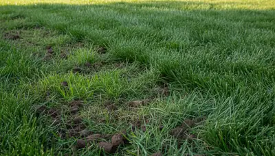 Healthy green lawn after aeration in Olathe, KS showing turf recovery and improved grass growth
